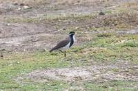 Banded Lapwing - Vanellus tricolor