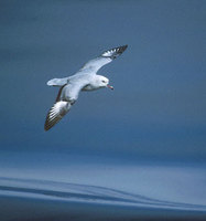 Southern (Antarctic) Fulmar (Fulmarus glacialoides) photo