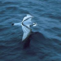 Antarctic Prion (Pachyptila desolata) photo