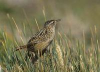 Sedge Wren (Cistothorus platensis) photo