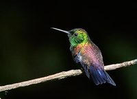 Copper-rumped Hummingbird (Amazilia tobaci) photo