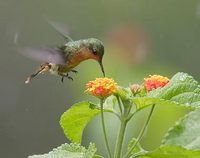 Tufted Coquette (Lophornis ornatus) photo