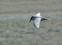 Damara Tern - Sterna balaenarum