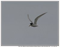 Fairy Tern - Sterna nereis