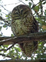 Spotted Owl - Strix occidentalis