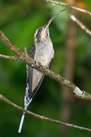 Scale-throated Hermit - Phaethornis eurynome