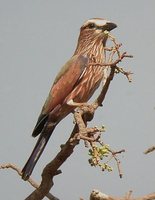 Rufous-crowned Roller - Coracias naevia