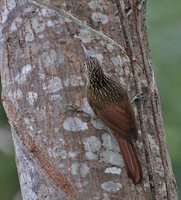 Ivory-billed Woodcreeper - Xiphorhynchus flavigaster