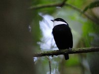 White-ruffed Manakin - Corapipo altera