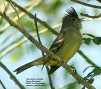 Yellow-bellied Elaenia - Elaenia flavogaster