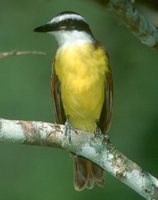 Great Kiskadee - Pitangus sulphuratus