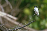 White-winged Swallow - Tachycineta albiventer