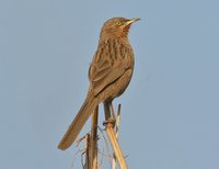 Striated Babbler - Turdoides earlei