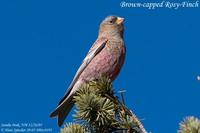 Brown-capped Rosy-Finch - Leucosticte australis