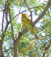 Wilson's Warbler - Wilsonia pusilla