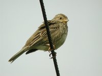 Corn Bunting - Emberiza calandra