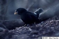 Large Ground-Finch - Geospiza magnirostris