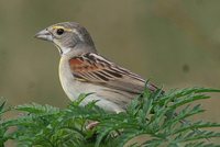 Dickcissel - Spiza americana