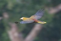 Green Oropendola - Psarocolius viridis