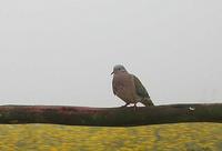 Eared Dove