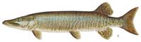 muskellunge