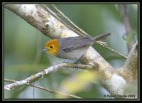 Orange-headed Tanager 1