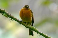 Birro Chico - Cinnamon Flycatcher - Pyrrhomyias cinnamomea