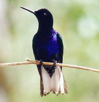 Velvet-purple Coronet