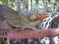 East Usambara two-horned chameleon, Bradypodion fischeri