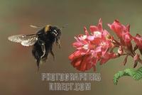 large earth bumble bee ( Bombus terrestris ) stock photo