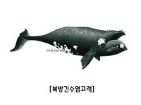 북방긴수염고래 northern right whale  Eubalaena glacialis