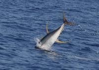 ...Yellowfin tuna leaping in association with feeding pantropical spotted dolphins (c) A.B. Douglas