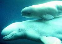 Beluga Whale - Delphinapterus leucas