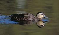 Pacific Black Duck