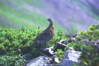 Rock               Ptarmigan,summer