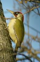 Green Woodpecker