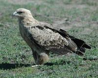 Tawny Eagle p.72