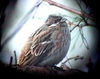 Pine Bunting (Emberiza leucocephalus)