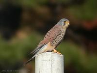 황조롱이 Kestrel Falco tinnunculus