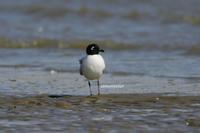 검은머리갈매기(Larus saundersi) (Saunders' Gull)