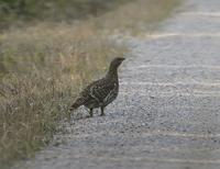 Capercaillie (Tetrao urogallus)