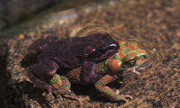 : Bufo brongersmai