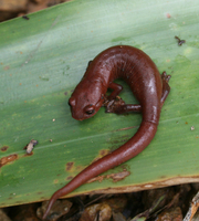 : Bolitoglossa dunni