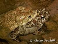 : Bufo mauritanicus