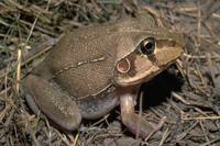 : Cyclorana novaehollandiae; New Holland Frog