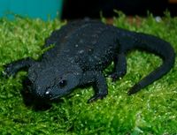 : Echinotriton andersoni; Andersons Salamander