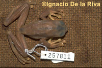 : Hyloscirtus chlorostea