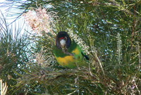 : Barnardius zonarius; Port Lincoln Ringneck