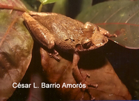 : Scinax rostratus