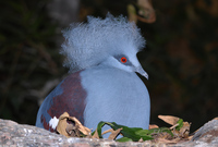 : Goura cristata; Common-crowned Pigeon